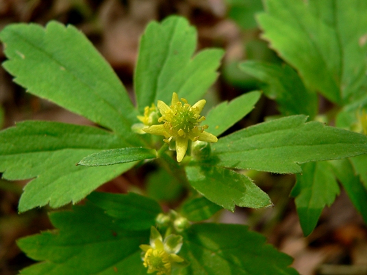 {Ranunculus recurvatus}
